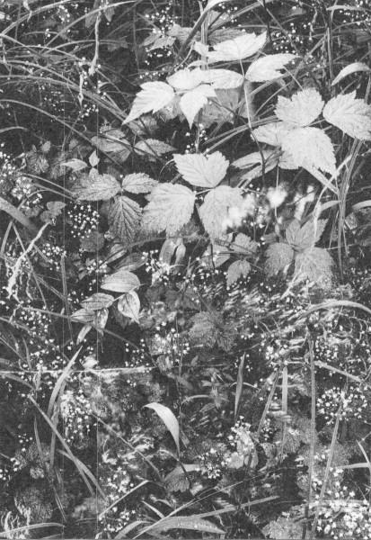 VA - The Warmest Hum (2019) (FLAC)